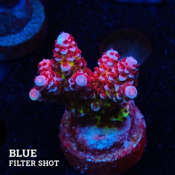 Acropora 'Fluo Bicolor II'