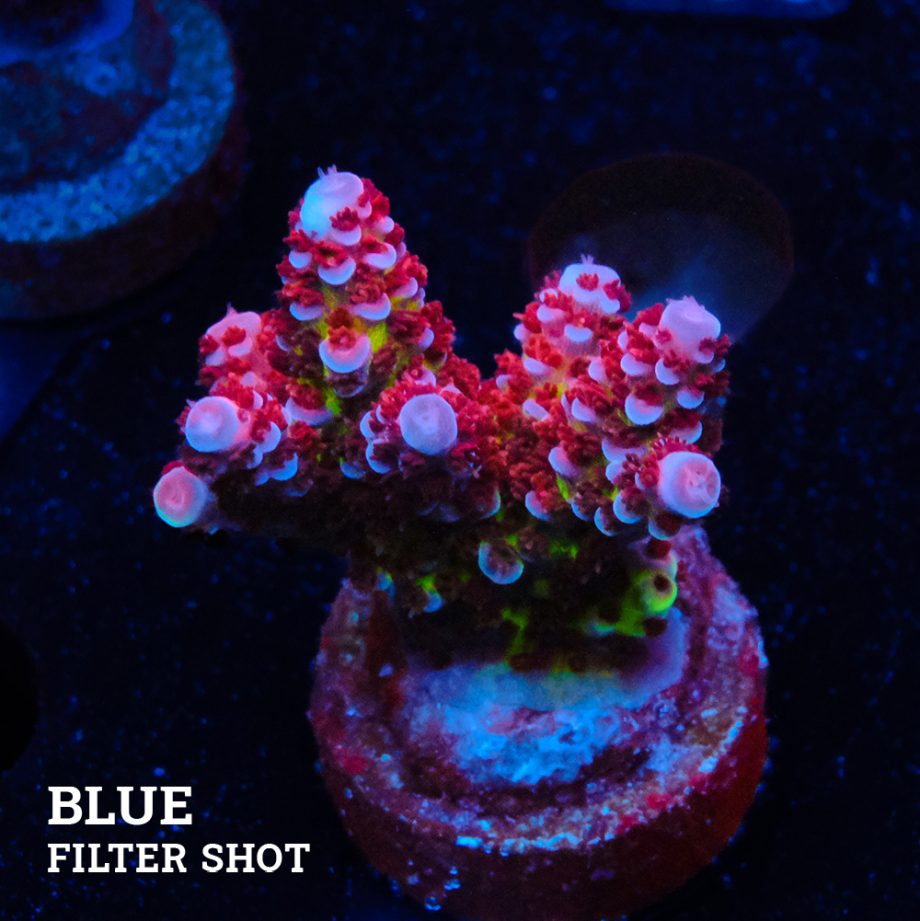 Acropora 'Fluo Bicolor II'