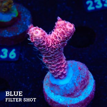 Acropora Millepora 'Pink'