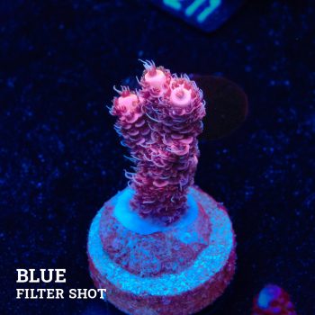 Acropora Millepora 'Pink'