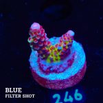 Acropora 'Fluo Bicolor II'
