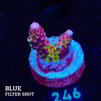 Acropora 'Fluo Bicolor II'