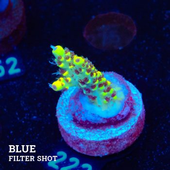 Acropora 'Wolverine'