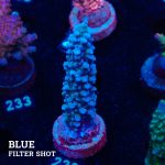 TK Superblue Stag