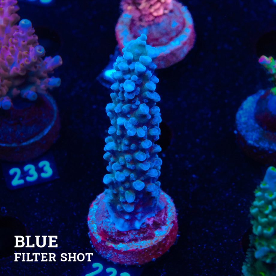 TK Superblue Stag