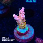 Acropora 'Confetti Ultra'