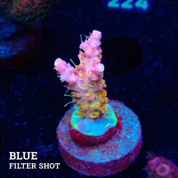 Acropora 'Confetti Ultra'