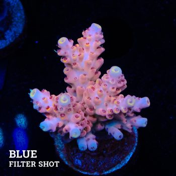 Acropora Rosaria