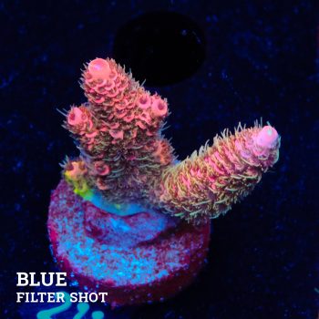 Acropora Millepora 'Pink'