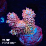 Acropora Tenuis 'Fuzzy Rainbow'