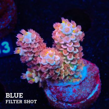 Acropora Tenuis 'Fuzzy Rainbow'