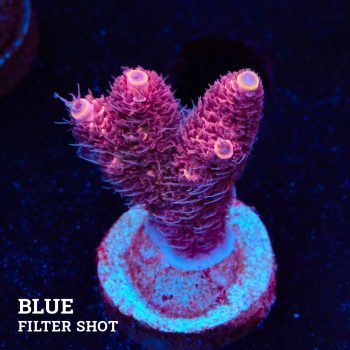 Acropora Millepora 'Pink'