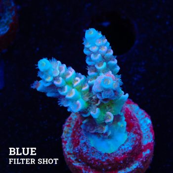 Acropora Tenuis 'Pastel'