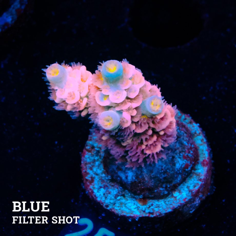 Acropora Tenuis 'Pink'
