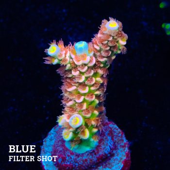 Acropora Tenuis 'Fuzzy Rainbow'