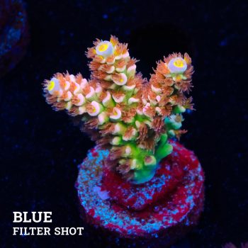 Acropora Tenuis 'Fuzzy Rainbow'