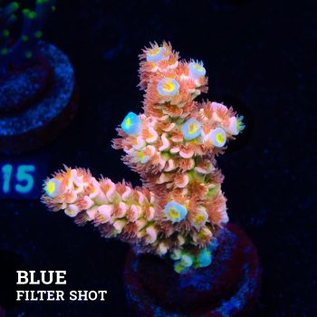 Acropora Tenuis 'Fuzzy Rainbow'