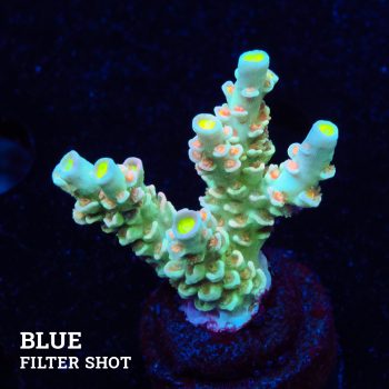 Acropora Tenuis 'Turquoise'