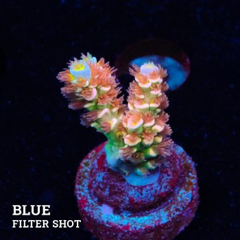 Acropora Tenuis ‘Fuzzy Rainbow’