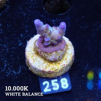 Acropora 'Tricolor'