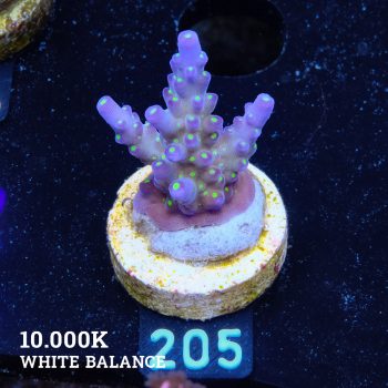 Acropora 'Tricolor'
