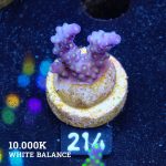 Acropora 'Tricolor'