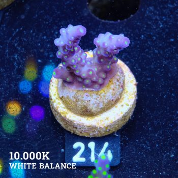 Acropora 'Tricolor'