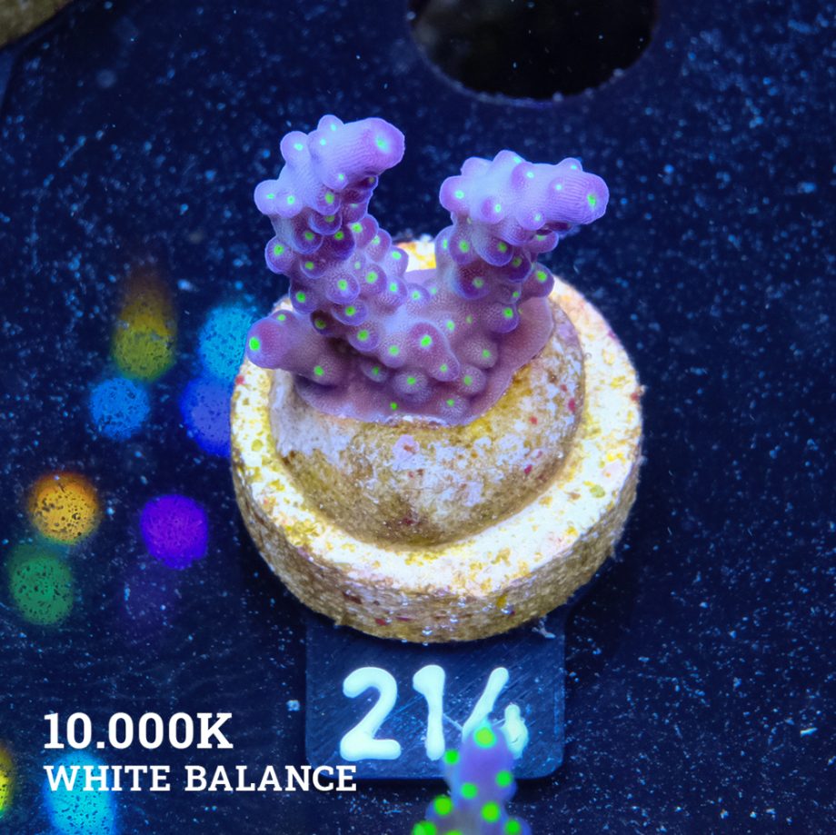 Acropora 'Tricolor'