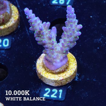 Acropora 'Tricolor'