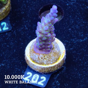 Acropora 'Tricolor'