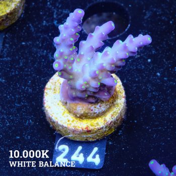 Acropora 'Tricolor'