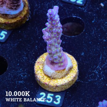 Acropora 'Tricolor'