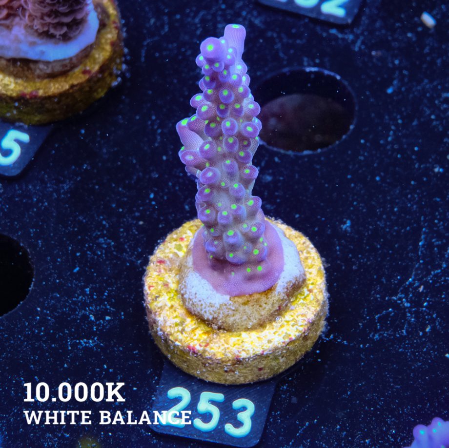 Acropora 'Tricolor'
