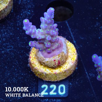 Acropora 'Tricolor'