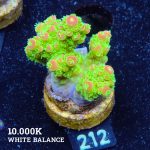 Acropora Florida