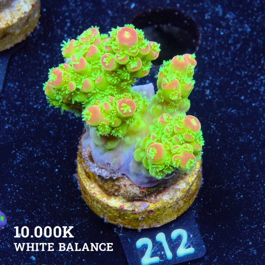 Acropora Florida