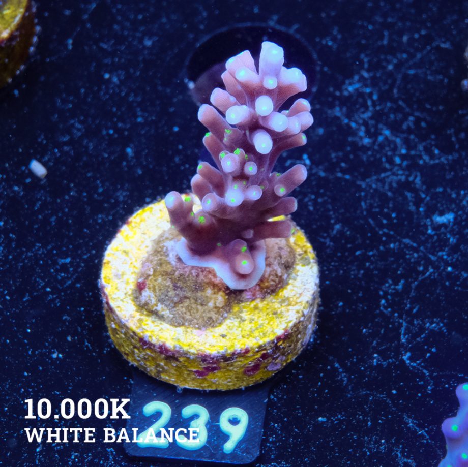 Acropora 'Carduus Tricolor'