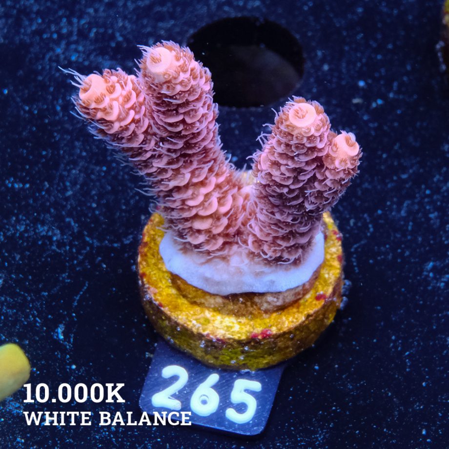 Acropora Millepora 'Rosa