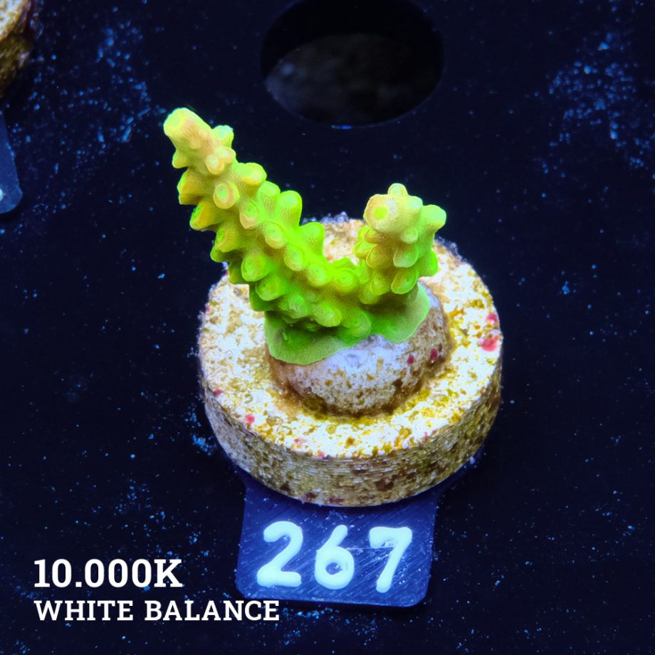 FM Sour Patch