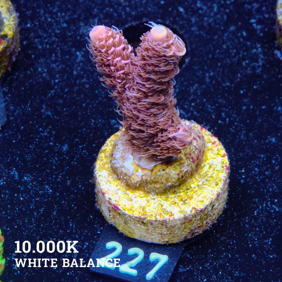 Acropora Millepora 'Pink'