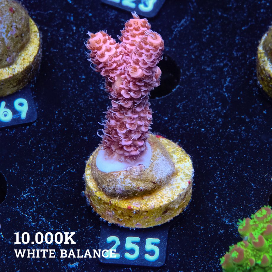 Acropora Millepora 'Rosa
