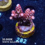 Acropora 'Fluo Bicolor II'