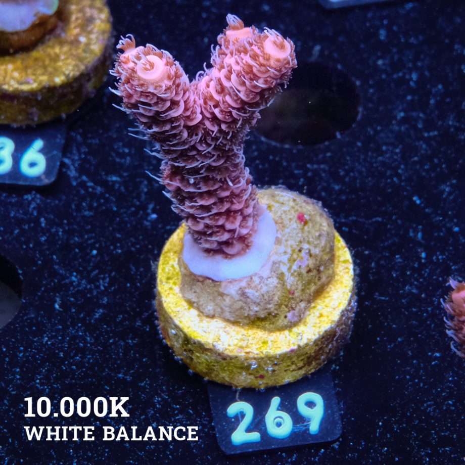 Acropora Millepora 'Rosa