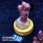 Acropora Millepora 'Rosa
