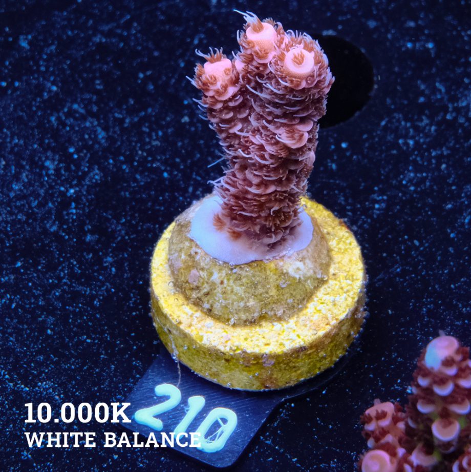 Acropora Millepora 'Rosa