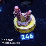 Acropora 'Fluo Bicolor II'