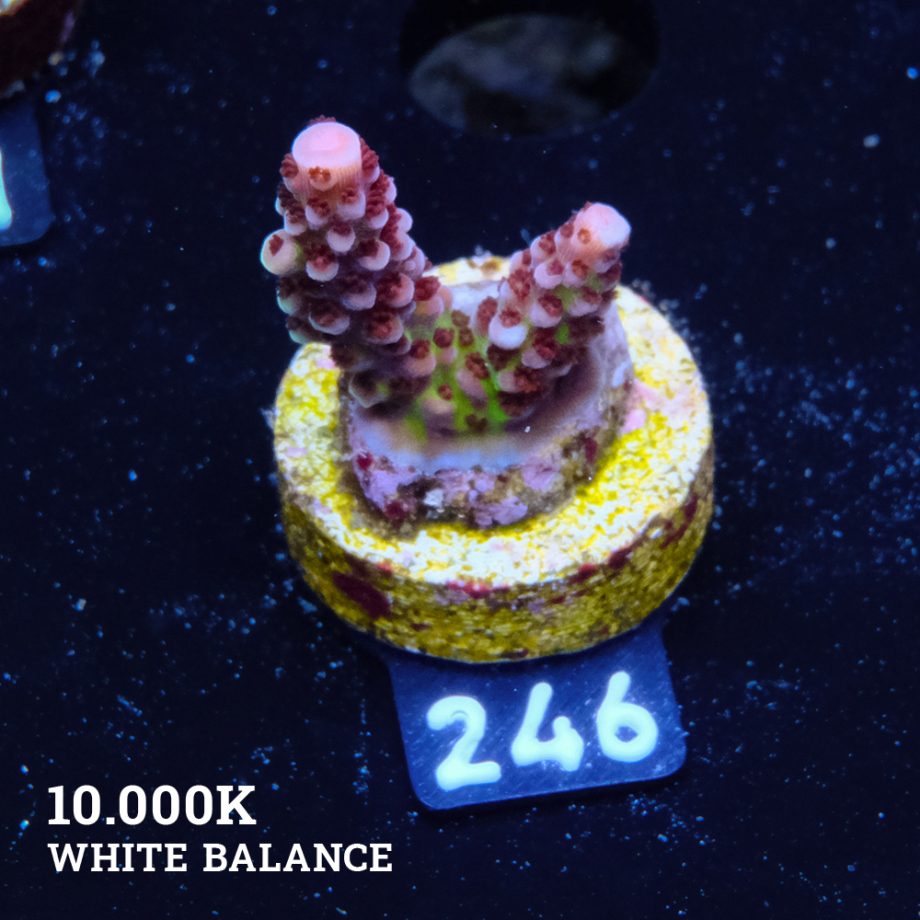 Acropora 'Fluo Bicolor II'