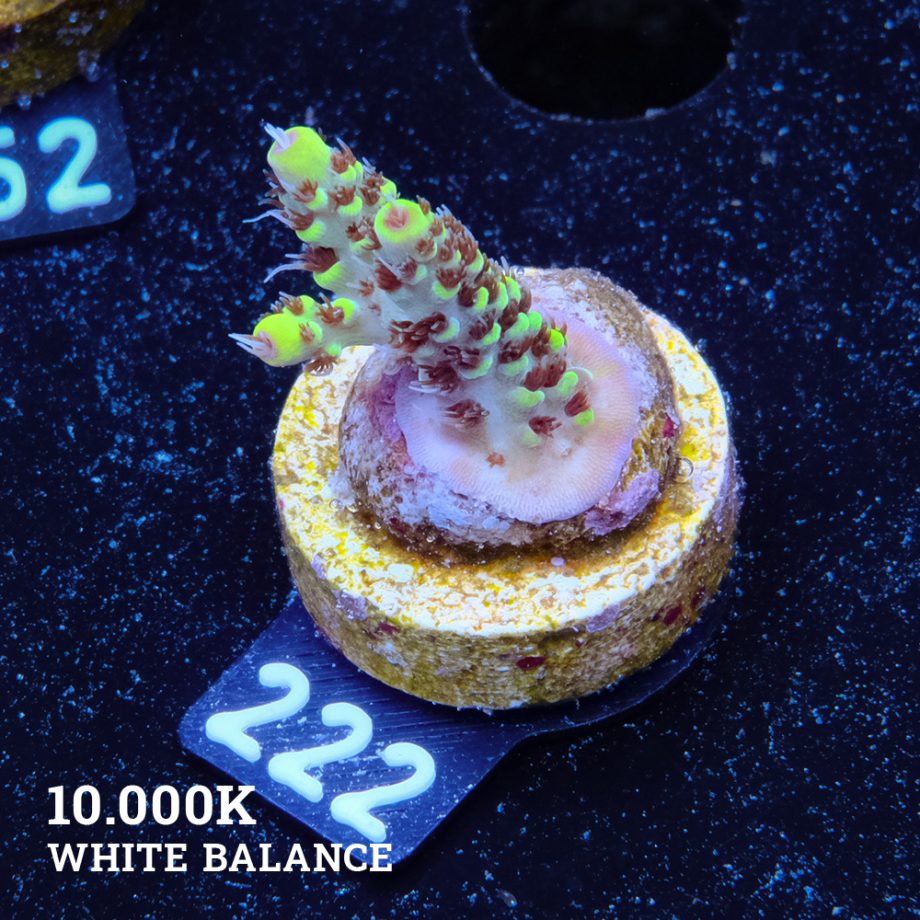 Acropora 'Wolverine'