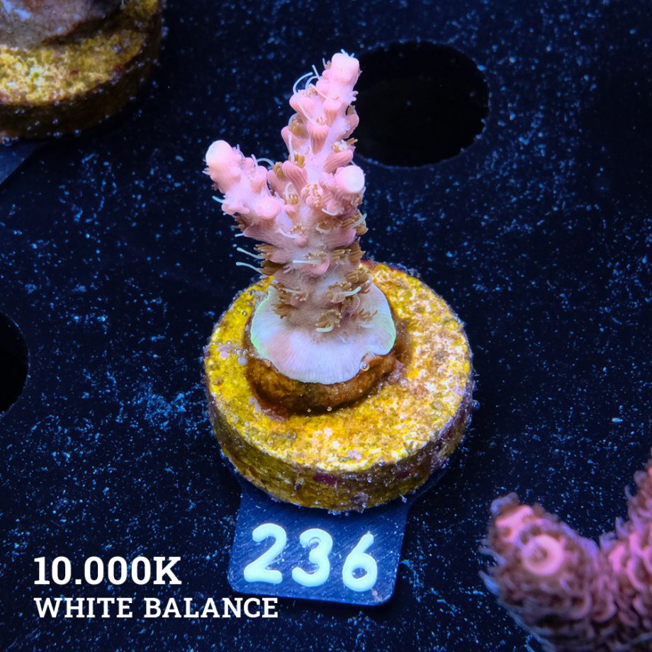 Acropora 'Confetti Ultra'