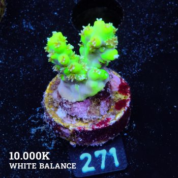 Acropora Aussi 'White Polyps'